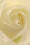 Immersing yourself in the heart of this cream-white rose is like wandering along the quiet paths behind Chalk Farm Station as day breaks. The petals spiral gently toward the centre, each one whisper-thin and aglow with soft morning light. Subtle shadows create ripples of depth between ivory folds, while the nearly translucent edges evoke both fragility and resilience-a duality cherished by Chalk Farm locals. The texture is plush yet airy, reminiscent of silk snatched by a breeze, and the undertone of freshness brings to mind the delicate promise of blooms arriving at dawn from a family-run florist nearby. There is a peaceful aura about the rose, its refined form and understated fragrance carrying the calm of an intimate moment or the hopefulness of new beginnings. Whether chosen for sympathy, admiration, or a tender confession, this singular blossom-expertly shaped by a local hand-captures both beauty and emotion. The way the innermost petals gather light reminds one of the gentle optimism that so often fills Chalk Farm's hidden gardens. In this image, grace and heartfelt artistry converge, making the rose not only a symbol of reverence, but also a lovingly crafted gesture tailored to the enduring spirit of NW1.